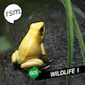 Amazon Rainforest album cover